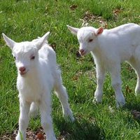 3 ineğe eşdeğer süt veren keçi