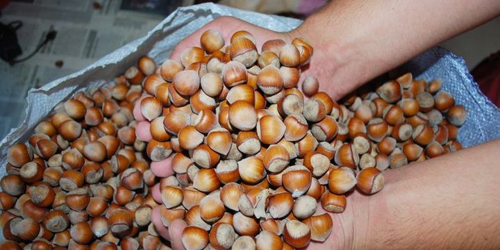 Türkiye 250 bin ton fındık ihraç etti