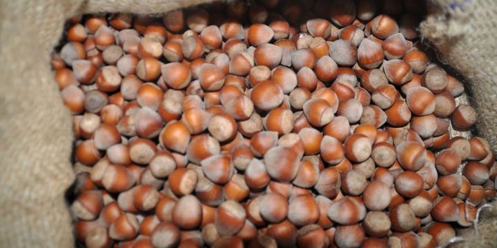Rekabet Kurulu fındık piyasasında araştırma yapılmasına karar verdi