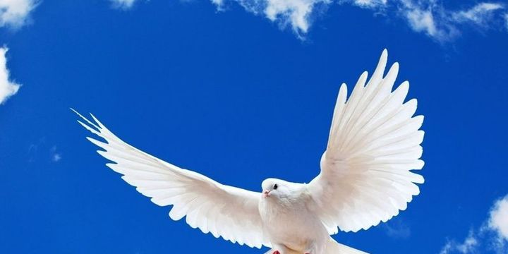 Milli Piyango yılbaşı özel çekiliş biletleri yarın satışta