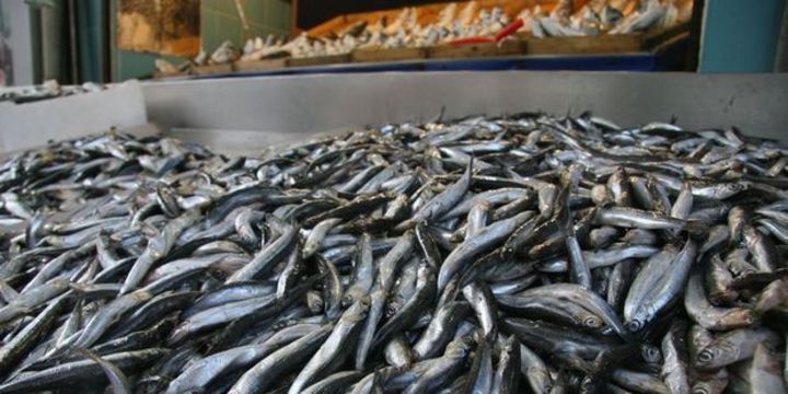 Hamsi son 20 yılın en yüksek fiyatına ulaştı