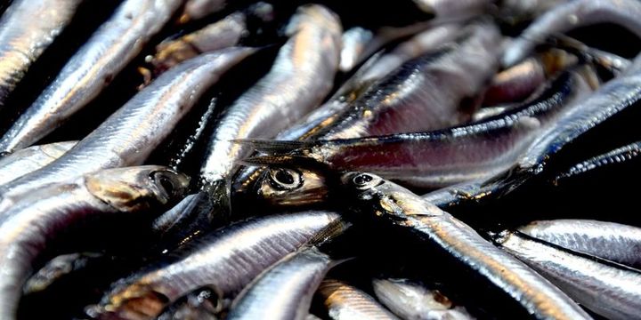 Hamsinin fiyatı 15 liraya çıktı