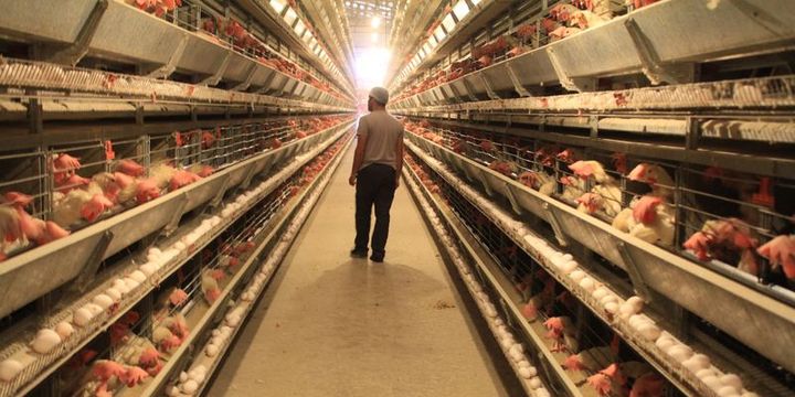 Yumurtada ihracat tutarı 300 milyon dolara dayandı