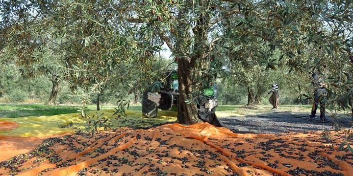 Zeytinliklerle ilgili düzenleme kanundan çıkarılıyor