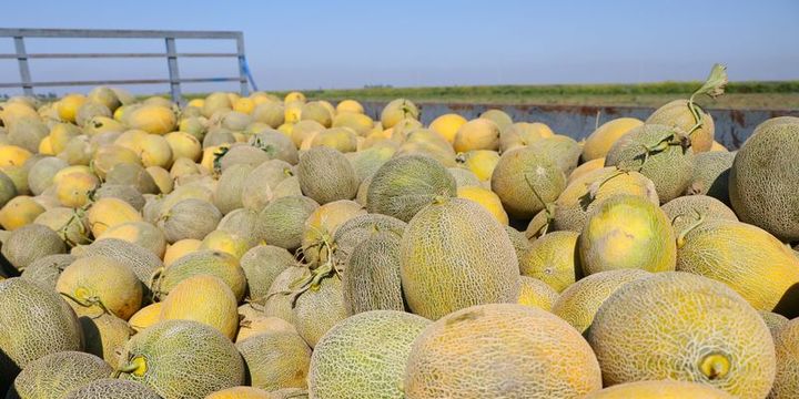 Karpuzdaki kabak tadı kavun satışlarını arttırdı