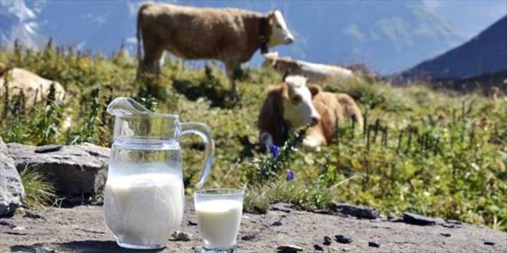 Toplanan inek sütü miktarı nisanda azaldı