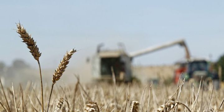 Buğday fiyatı gümrük vergisi düşünce 95 kuruşa geriledi