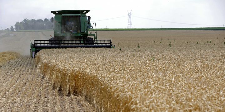 FAO: Küresel gıda fiyatları Haziran’da yükseldi