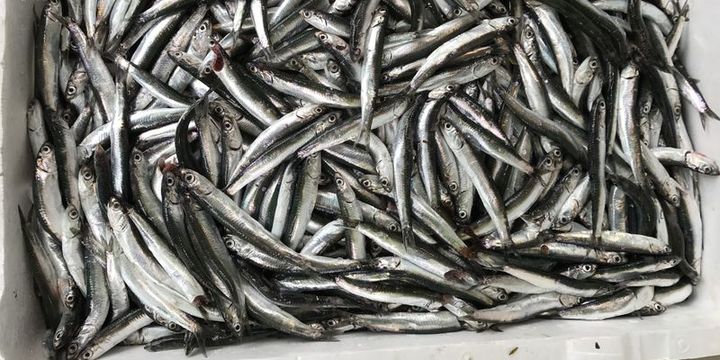 Sezon açıldı hamsi 15 liraya düştü