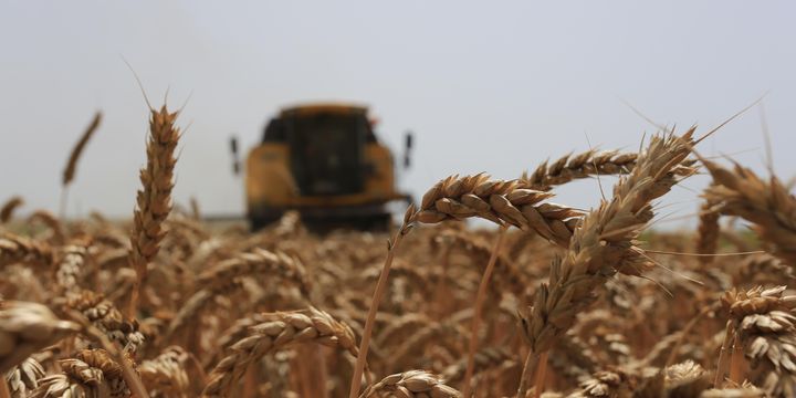 FAO Küresel Gıda Fiyat Endeksi Ağustos