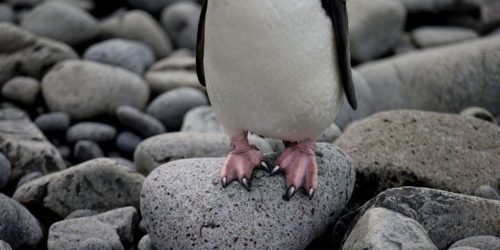 İklim değişikliği binlerce penguenin ölümüne neden oldu