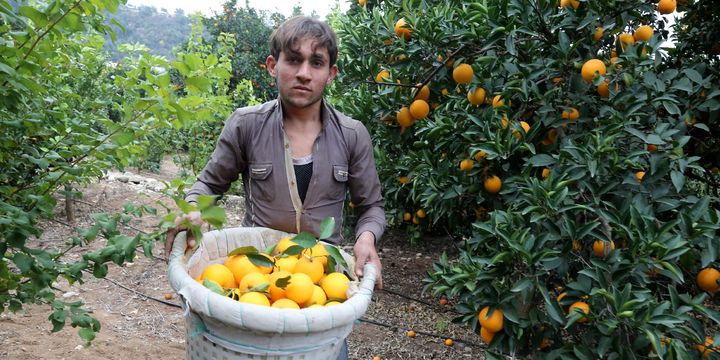 "Çiftçi rekabet edemiyor, turunçgilde maliyetler düşürülmeli"
