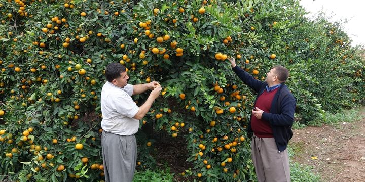 Mersin ve Alanya