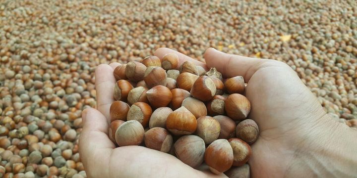"Fındıkta kalite düşüyor" uyarısı