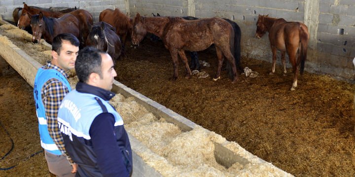 Kesime hazırlanan 50 at ve eşek ele geçirildi