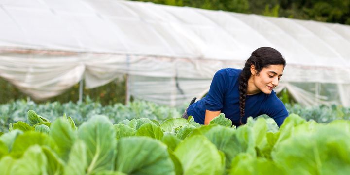 Tarım sigortalarında kadın ve gençlere yüzde 5 indirim