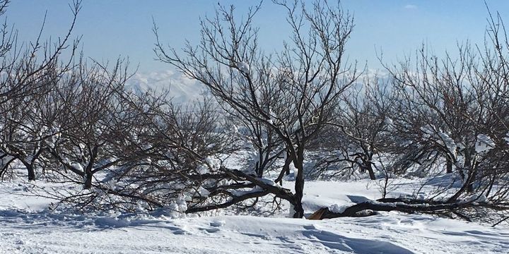 TARSİM