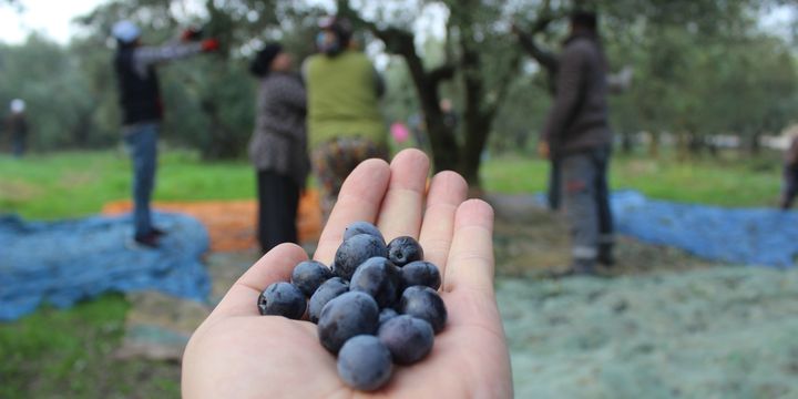 Bilinçli hasat, rekolteyi arttırdı