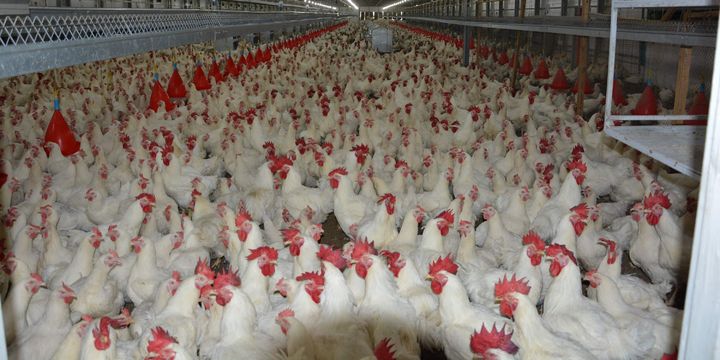Beyaz et üretimi %13, ihracatı %31 arttı