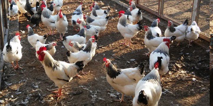 Üniversitede organik yumurta ve piliç üretimi