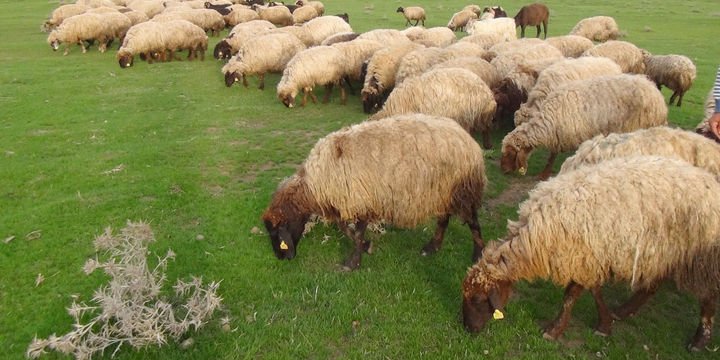 "Küçükbaş hayvan üretimi iki katına çıkarsa et ithalatı biter"