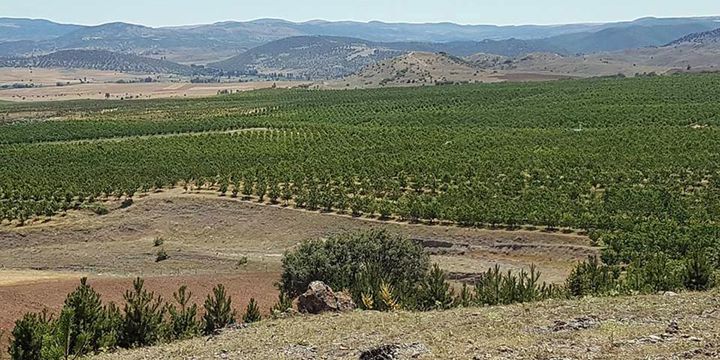 Tarlaları birleştirip geri göçü başlattılar