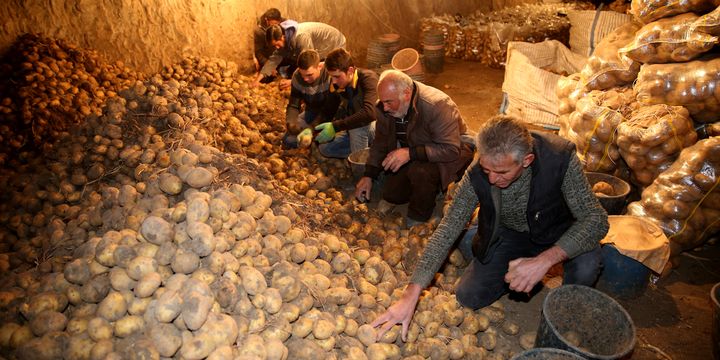 600 bin ton patates depoda kaldı