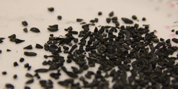 4 bin yıllık Hitit buğdayına DNA analizi yapılacak