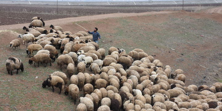 "300 koyun projesi"nde başvurular yarın sona erecek