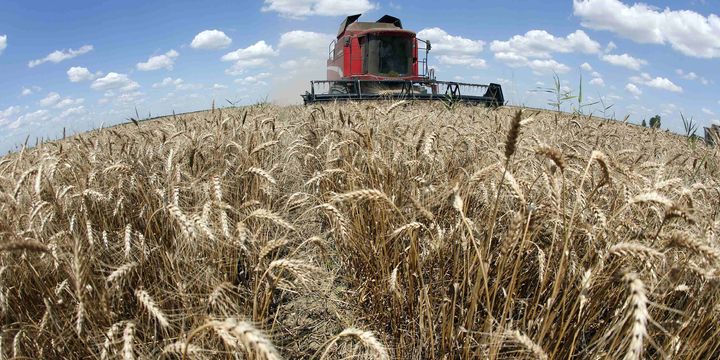 FAO Küresel Gıda Fiyat Endeksi Şubat