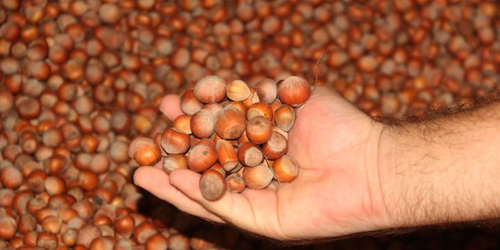 Türkiye 7 ayda 191 bin ton fındık ihraç etti