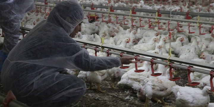 Kırsal kalkınma hibelerine proje başvuru süresi uzatıldı