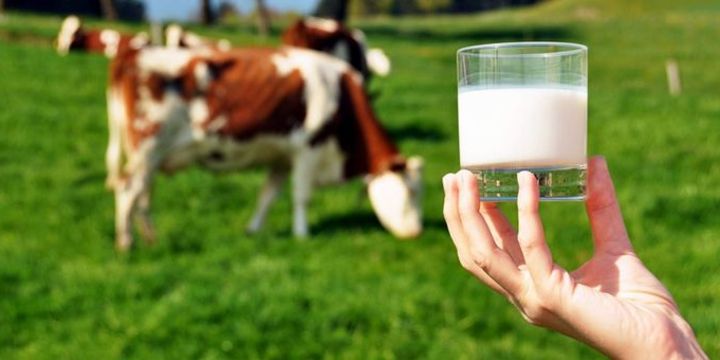 Toplanan inek sütü miktarı şubatta arttı