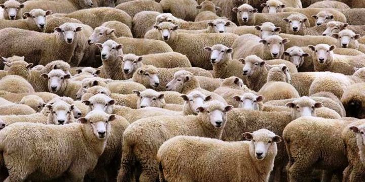 300 koyun projesinin ön değerlendirme sonuçları açıklandı