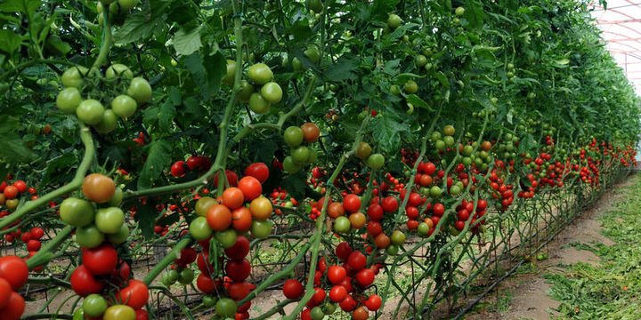 Rusya Türk domatesine sınırlamayı kaldırdı