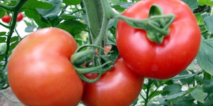 Rusya Türk domatesine yönelik kısıtlamaları kaldırabilir