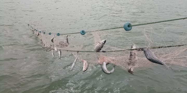4 ton inci kefaline el konuldu