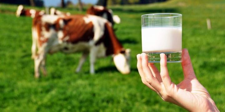 Toplanan inek sütü miktarı nisanda arttı