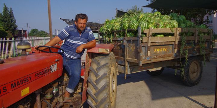Karpuz tarlada 20 kuruşa alıcı bekliyor